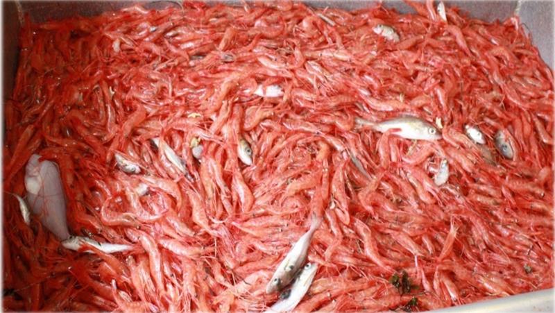 Rekefangst med yngel av torsk, hyse og gapeflyndre.jpg